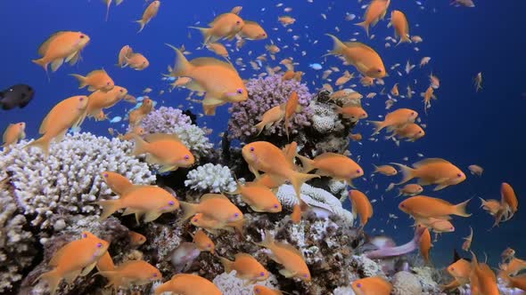 Tropical Colorful Underwater Seascape