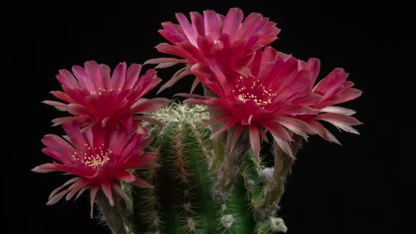 Red Colorful Flowers Timelapse of Blooming Lobivia Cactus Opening