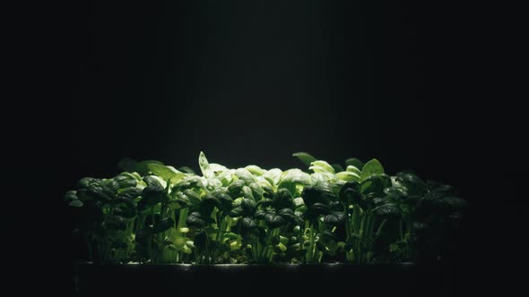 Laboratory Cultivation of Aromatic Green Plants of Basil