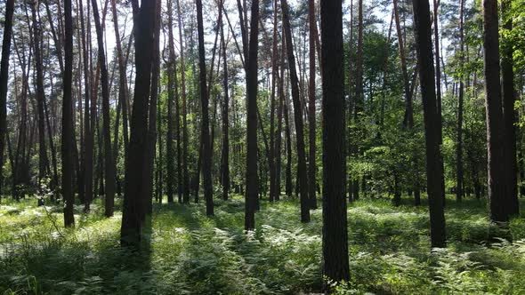 Beautiful Green Forest on a Summer Day Slow Motion