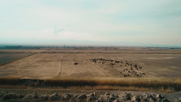 Livestock on the Plain