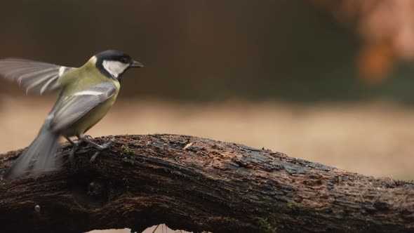 Great tit bird interaction on dead branch, one poops; shallow focus