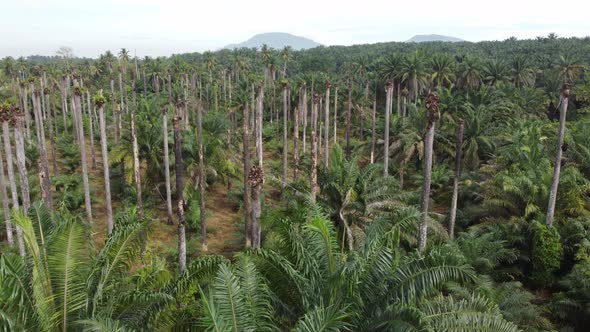 Leafless dead bare palm tree in day