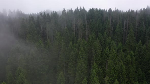 Pine forest in foggy weather