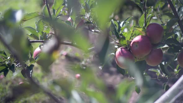 Tight backlit shot of red delicious, fuji, or honey crisp apples in a windy ochard.