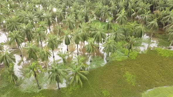 Palm oil flooded in water.