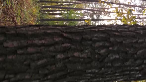 Vertical Video of a Forest Landscape on an Autumn Day in Ukraine