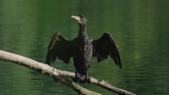 Single cormorant perched on branch shakes body and flaps wings to dry off