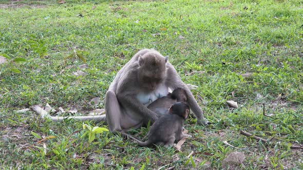 Mother and Two Baby Macaque Monkeys