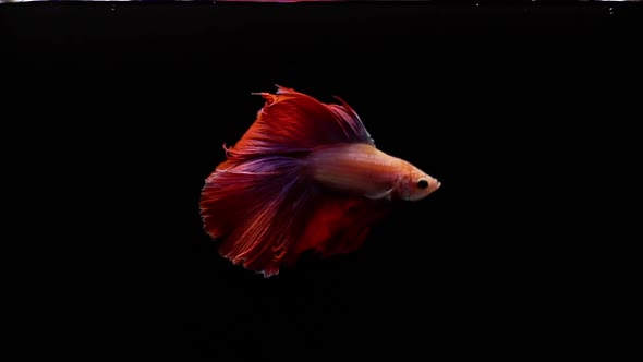 Vibrant and colourful Siamese fighting fish Betta splendens, also known as Thai Fighting Fish or bet