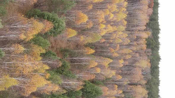 Vertical Video Autumn Forest with Trees in Ukraine Slow Motion