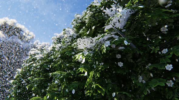 Snow And Tree 2k