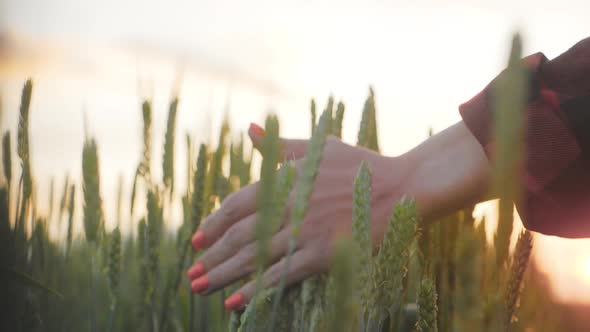 Woman Walks Through a Gold Wheat Field and Touches the Ears of Wheat with Her Hands