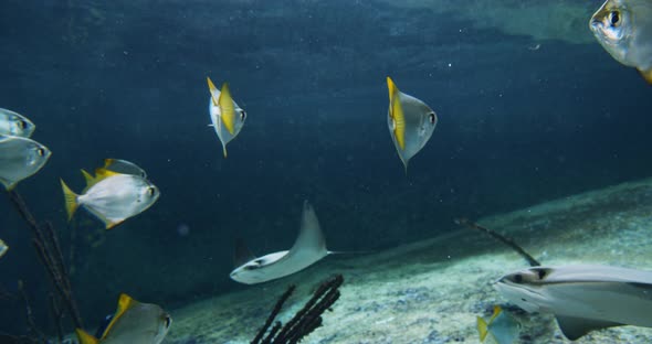 Ray And Fish Swimming In Aquarium