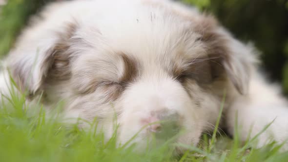 A Cute Little Puppy Sleeps Under a Tree  Face Closeup