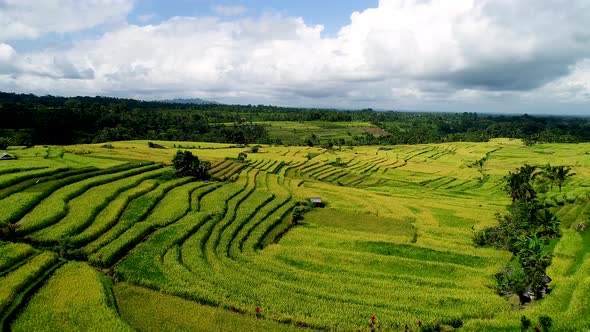 Rice Terraces on a Cloudy Day