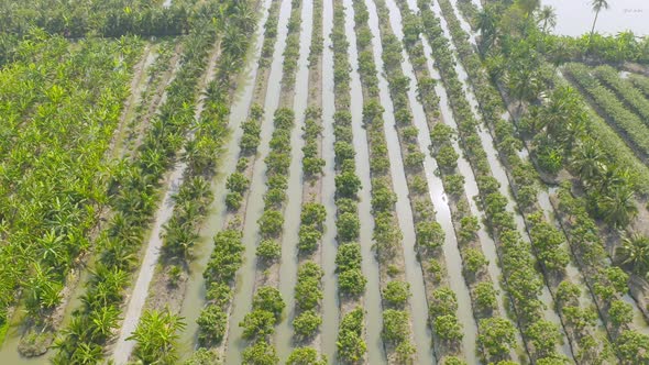 Aerial top view of lush green trees from above in tropical forest in national park in summer