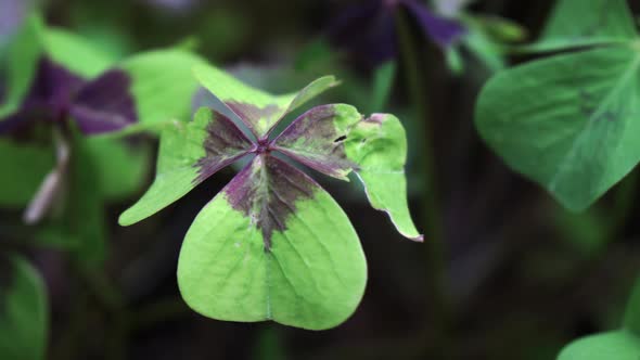 four-leaf clover with a damaged leaf