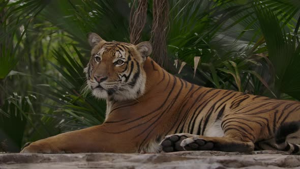 tiger laying down in jungle zoo habitat slomo