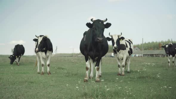 Cows on a Pasture Farm
