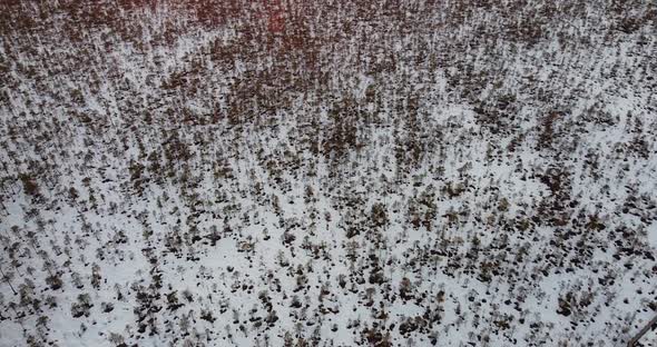 Epic Aerial Flight Over Mysterious Bog Swamp in the Sunset