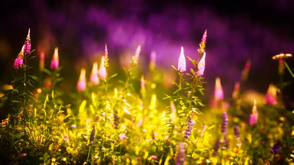 Sunset in the Wild Flower Field