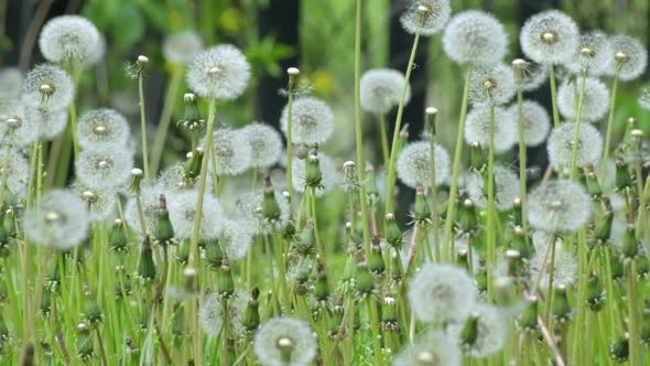 White fluffy dandelions Common Dandelion (Taraxacum officinal. Nature spring background