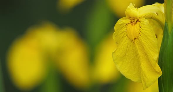 Yellow Iris, iris pseudacorus, Closeup of yellow flower petals.