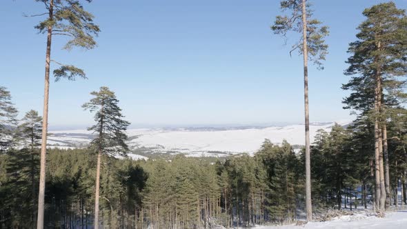 Coniferous woods on Zlatibor mountain ranges slow tilt  3840X2160 UHD footage - First snow covers  c