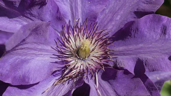 Finger stamen and petals of spring plant close-up 4K 2160p 30fps UltraHD footage - Purple Clematis J