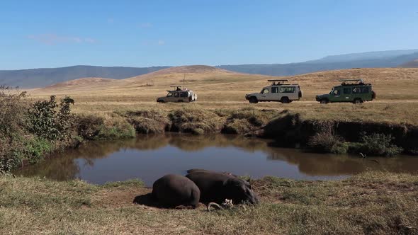 A slow motion clip of two Hippopotamus, Hippo or Hippopotamus amphibius resting alongside a small wa