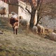 A Cute Little Cattle Walking Towards the Camera with a Flock of Sheep Behind It - VideoHive Item for Sale