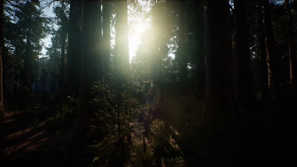 Giant Sequoia Trees at Summertime in Sequoia National Park, California