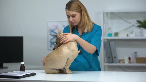 Kind Vet Doctor Stroking Funny Dog at Animal Clinic Checkup Caring Personnel