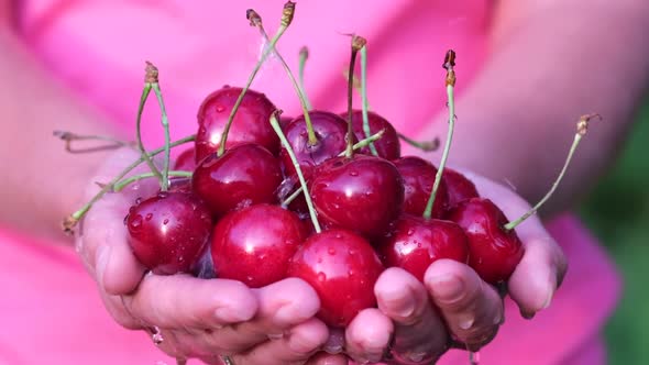 Close Up of Female Farmer's Hand Holding Freshly Picked Juicy Cherries