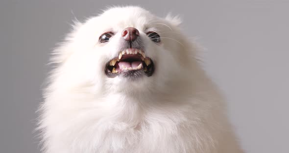 White Pomeranian dog get angry