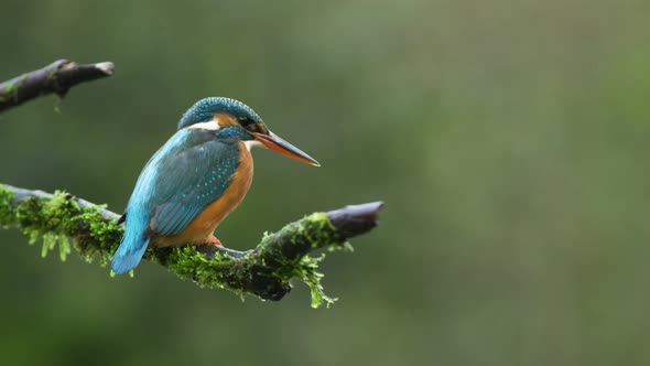 Kingfisher bird resting on a mossy branch, spring, summer.