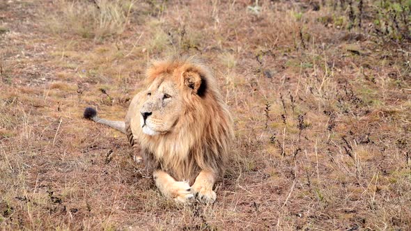 Wild Lions Pride in African Savannah Resting in the Morning Sunrise Rays