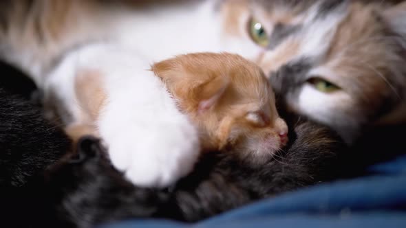 Nursing Mom Cat Hugs a Blind Newborn Ginger Kitten