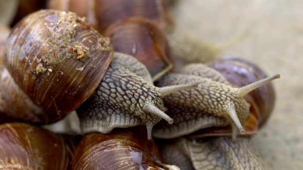 Macro Shot of Grape Snails Creeping on Each Other