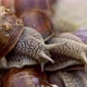 Macro Shot of Grape Snails Creeping on Each Other - VideoHive Item for Sale