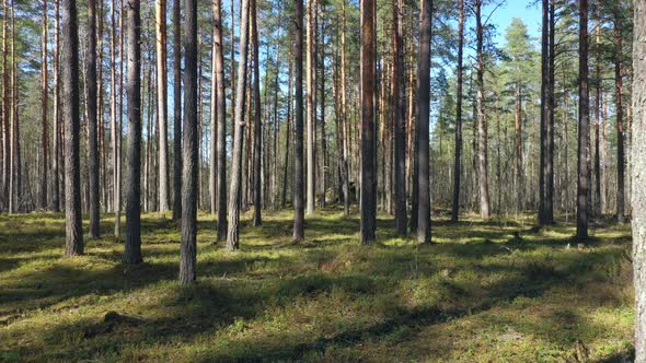 Flight at the Pine Forest