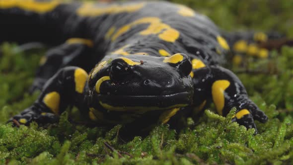 Salamandra Maculosa on Green Moss in White Background