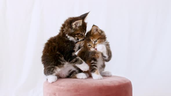 Cute Grey Kittens Playing Sitting on a Pink Pouf on a White Background