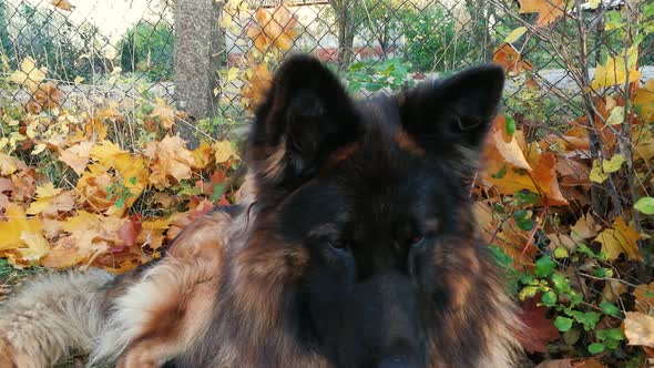 Sleeping dog into yellow leaves looking around