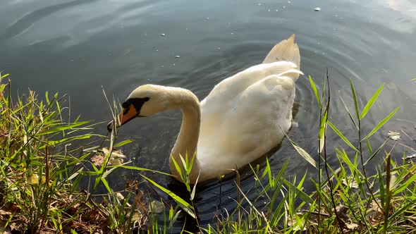Swan eating plants at the pond