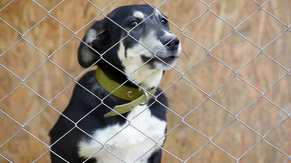 Dog in Cage at Animal Shelter