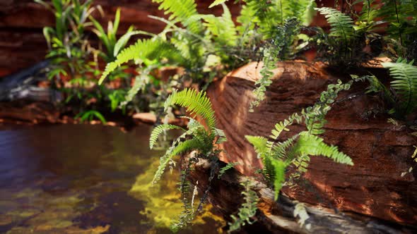 Tropical Golden Pond with Rocks and Green Plants