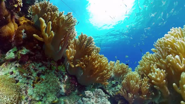 Coral Reef with Fish Underwater. Bohol, Philippines.