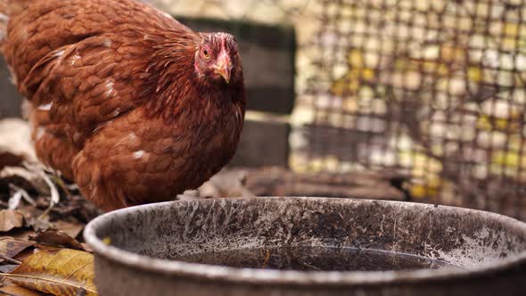 Close Up of Chicken Drinks Water From Basin. Brown Poultry Quenches Thirst